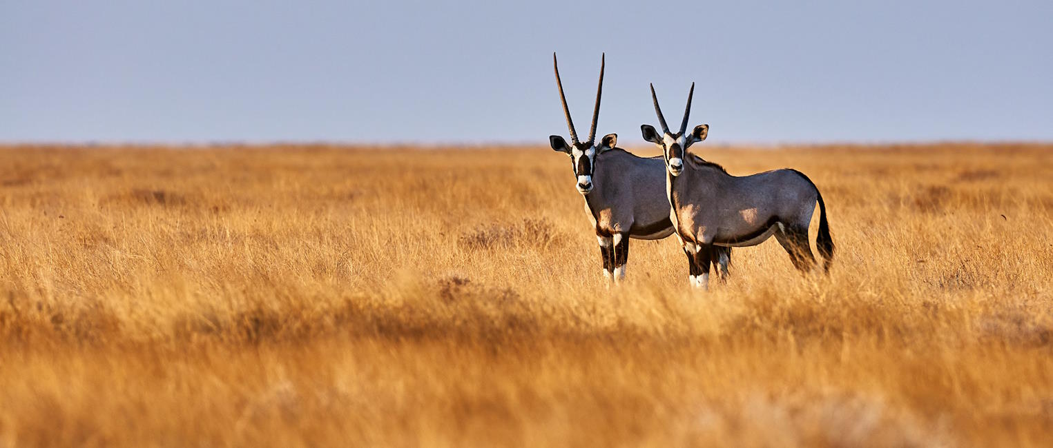 See the Abundant Wildlife and Wilderness of Namibia